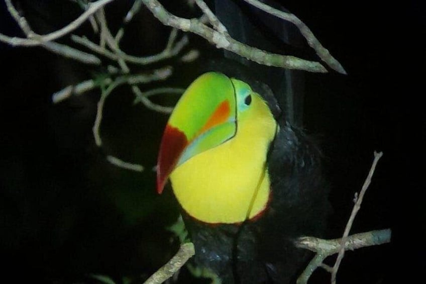 Even the rainbow flies at night.
This toucan, lit under the stars, reminds us that the forest never ceases to amaze.
Live it at Ficus Trails 5
