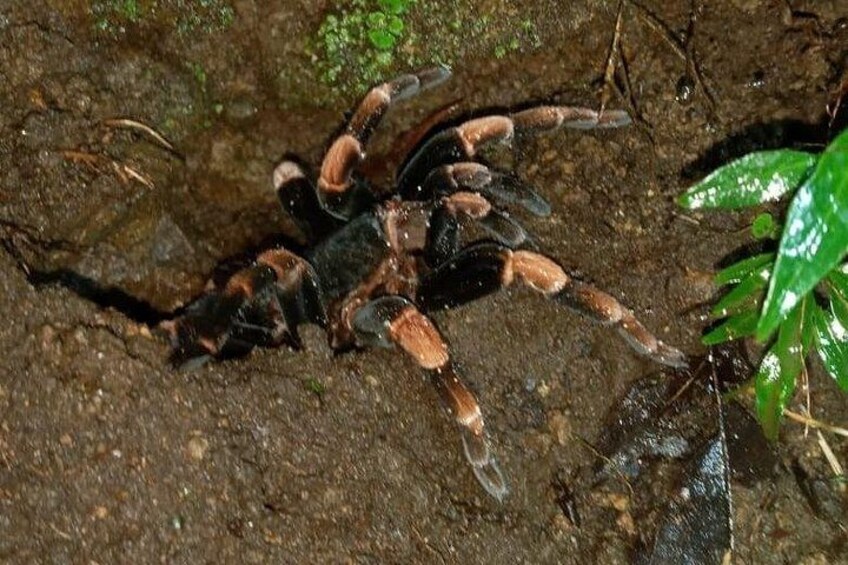 ️ Silent dweller of the wet forest.
This tarantula emerged after the rain, showing us how alive the earth becomes when night falls.
 Live it at Ficus Trails 2
