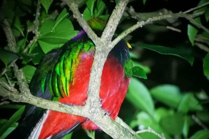 The emerald guardian of the forest.
Sleeping among the branches, quiet and glowing. The quetzal is one of Monteverde’s greatest treasures.
Live it at Ficus Trails 3