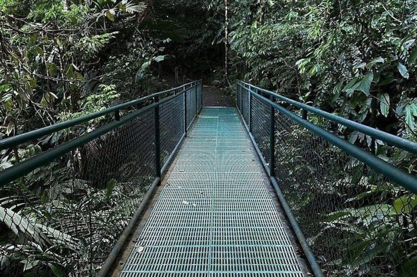 Eine Metallbrücke mit Metallgeländer, umgeben von dichtem Grünwerk. 3
