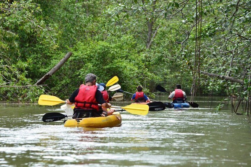 Damas Island Mangrove Kayaking Tour from Manuel Antonio