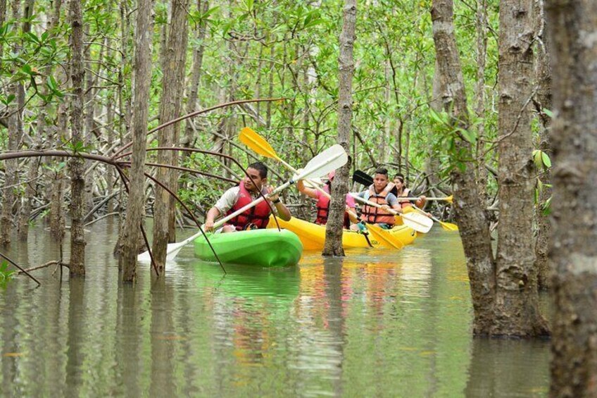 Damas Island Mangrove Kayaking Tour from Manuel Antonio