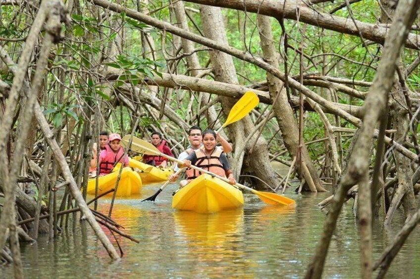 Damas Island mangrove