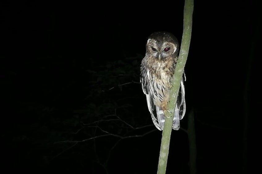 Mottle Owl
Rain forest night tour with johnny loves nature 2