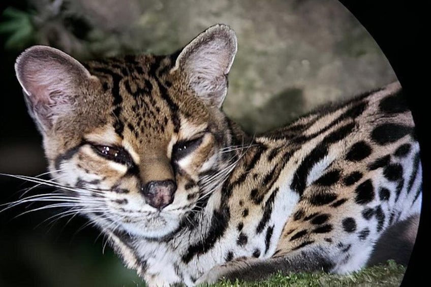 Monteverde Cloud Forest Night Wildlife Experience 1