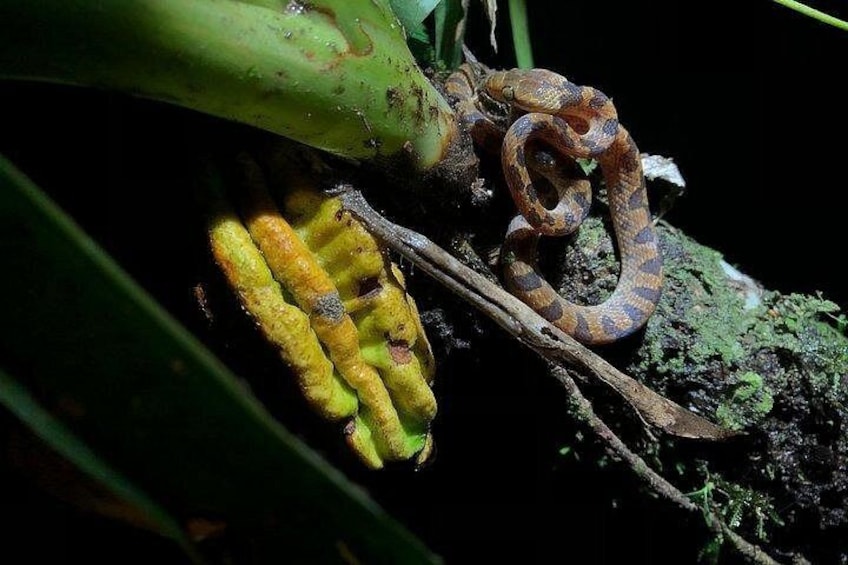Vine snake
Rain forest night tour with johnny loves nature 2