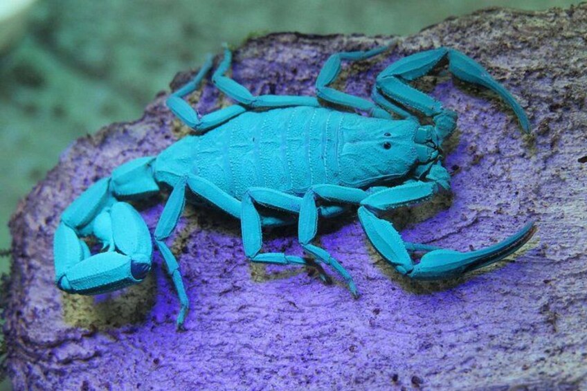 Scorpions
Rain forest night tour with johnny loves nature 2