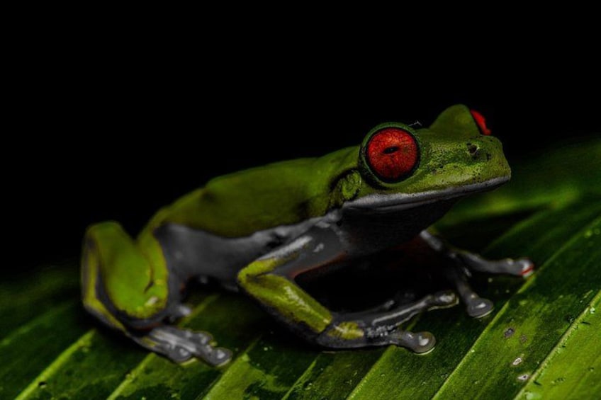 Red-eyed brook frog
Rain forest night tour with johnny loves nature 4