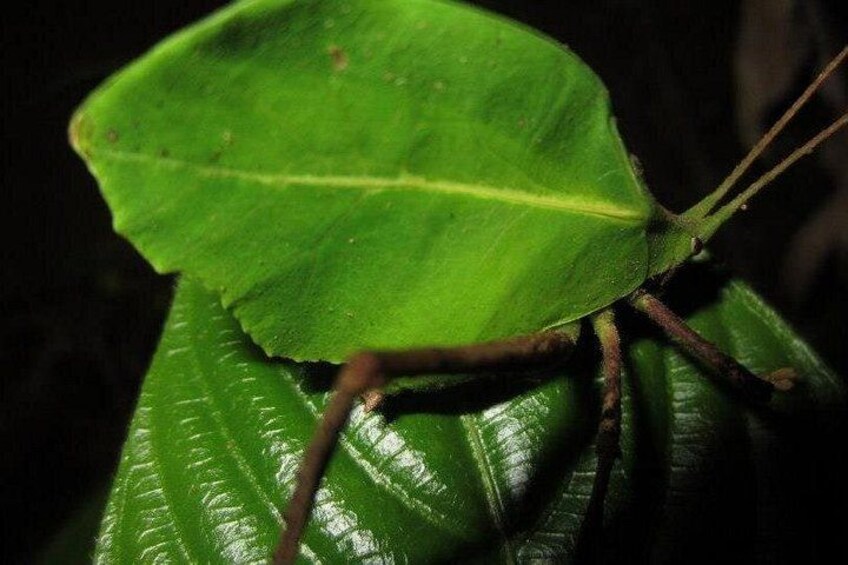 Leafbug 3