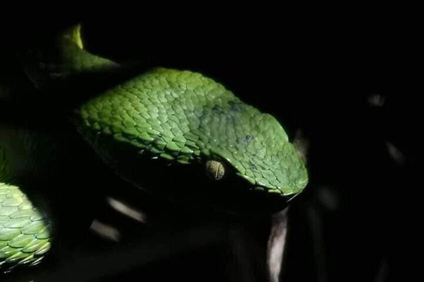 Side Stripe Palm Pit Viper
Rain forest night tour with johnny loves nature 2