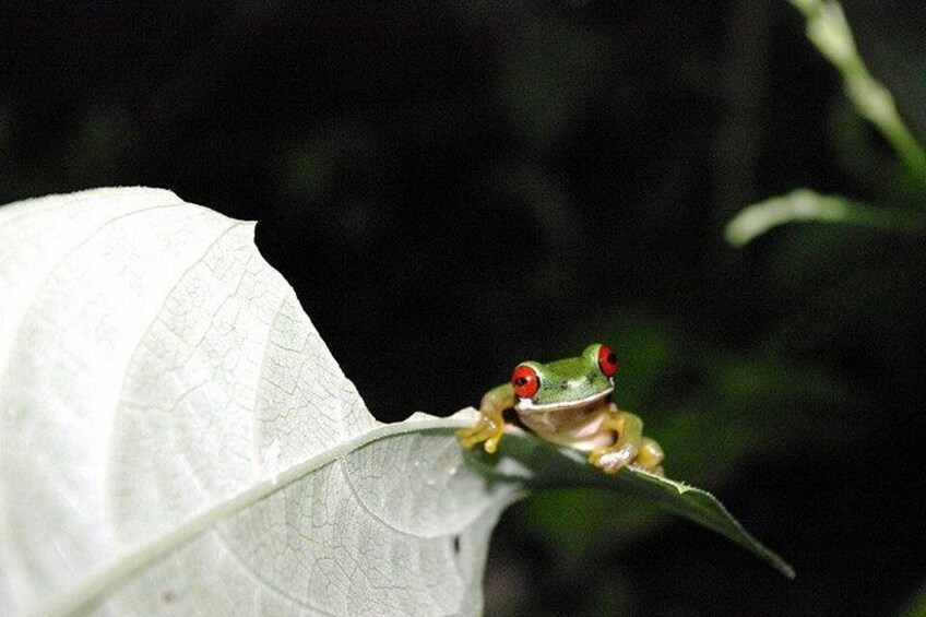 Red eyes riverside frog
Duelmanoilia rufioculis
Rain forest night tour with johnny loves nature 4