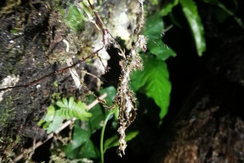 Mossy stick insect
Phasme moussu
Rain forest night tour with johnny loves nature 3