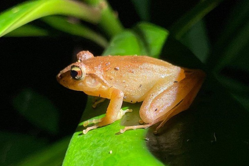 Slim-fingered rain frog
Rain forest night tour with johnny loves nature 3