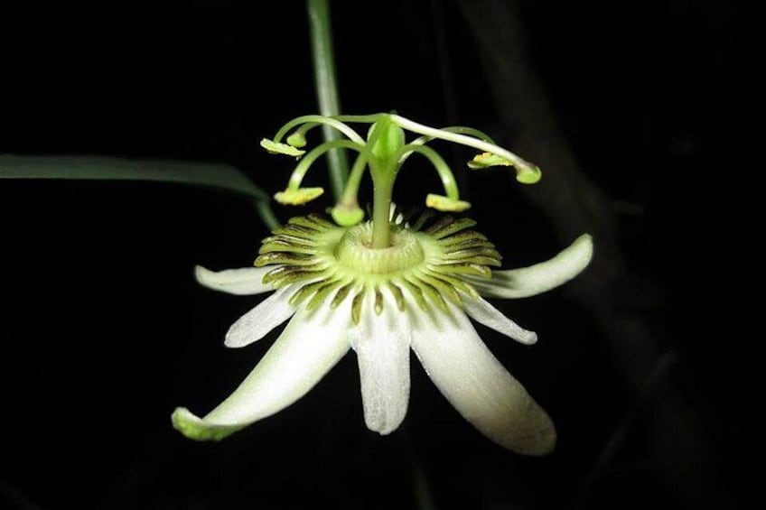 Pasiflora Flower
Rain forest night tour with johnny loves nature 5
