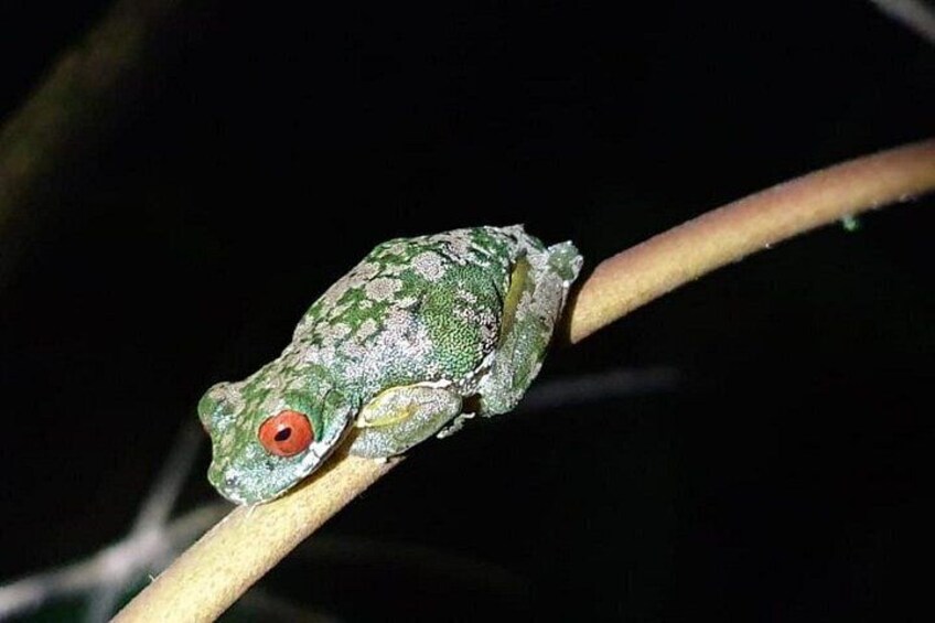 Red eye Frogs 5