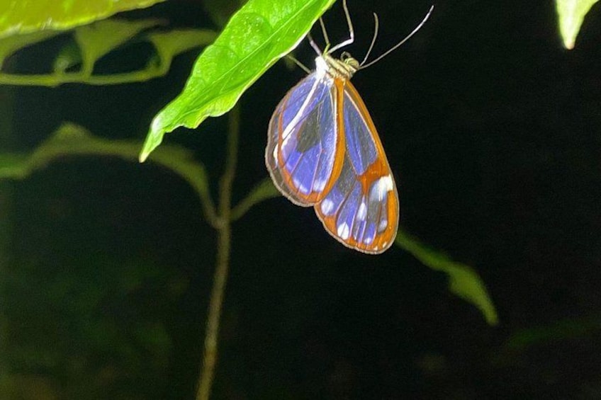 Glass wings Butterfly
Rain forest night tour with johnny loves nature 2