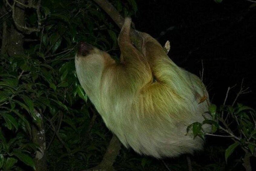 Two-toed Sloth 1