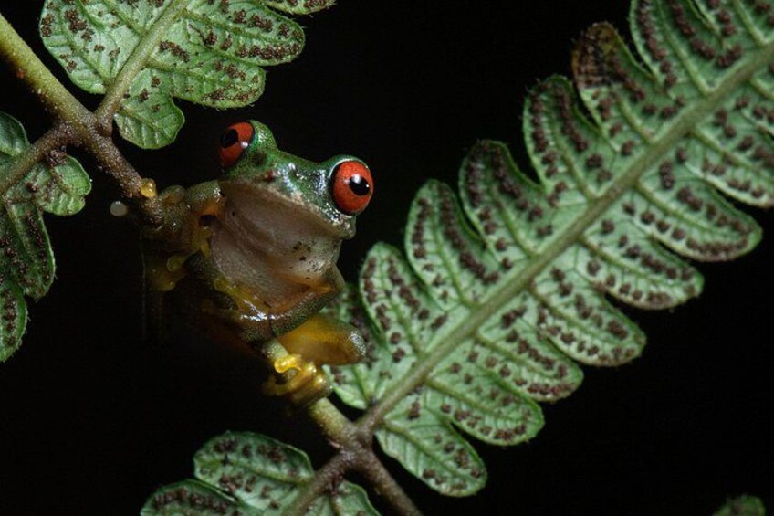 Rufos-eyes riverside Frogs
Rain forest night tour with johnny loves nature 2