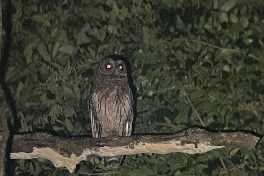Mottled Owl
Rain forest night tour with johnny loves nature 5