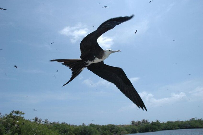 Isla Contoy Eco Adventure 5