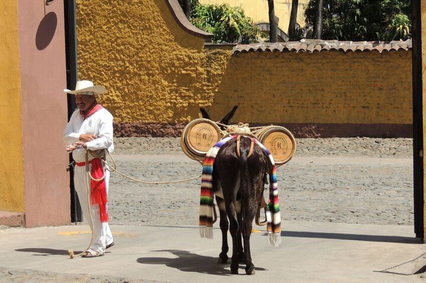Une personne vêtue d’un costume traditionnel, accompagnée d’un cheval paré. 4