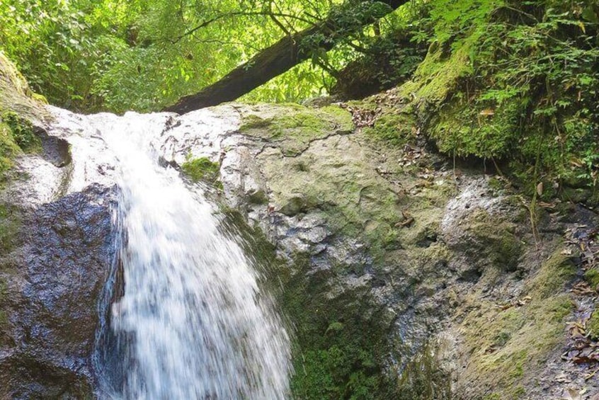 4x4 Rainforest Tour - Lunch & Waterfall Included 3