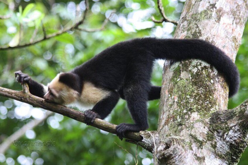 Tenorio Rainforest Hanging Bridges, waterfall and Sloth Encounter 4