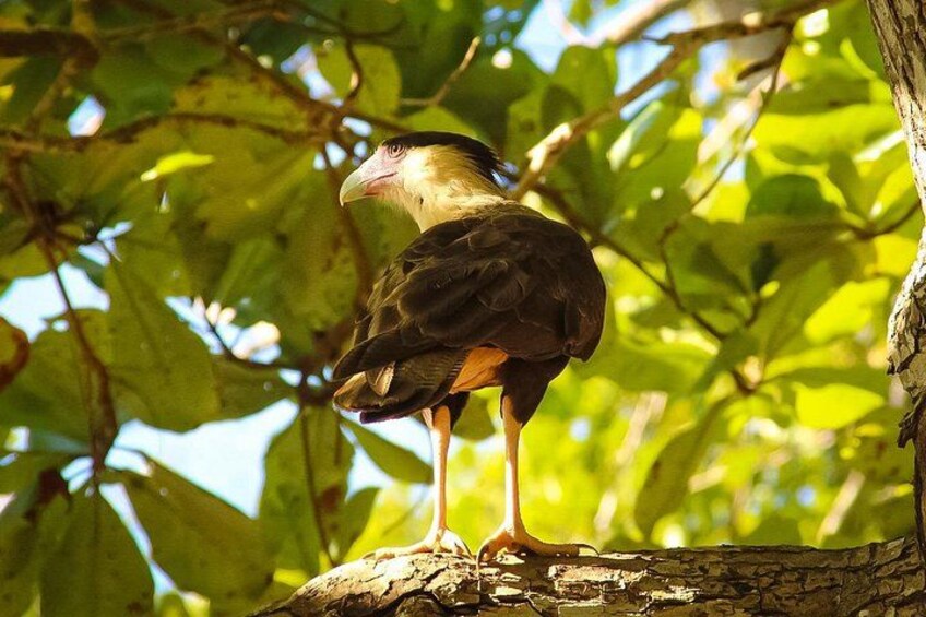 A bird perched on a tree branch with green leaves in the background. 5