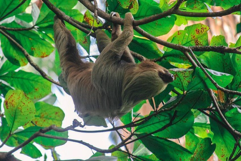 A sloth hanging from a tree branch. 3