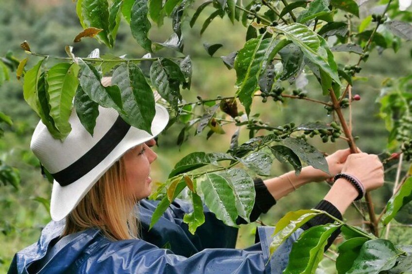Una persona raccoglie chicchi di caffè da un albero. 5