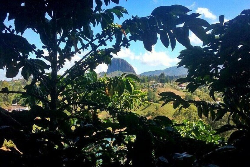 Un paesaggio verdeggiante e rigoglioso, con una montagna imponente sullo sfondo. 1