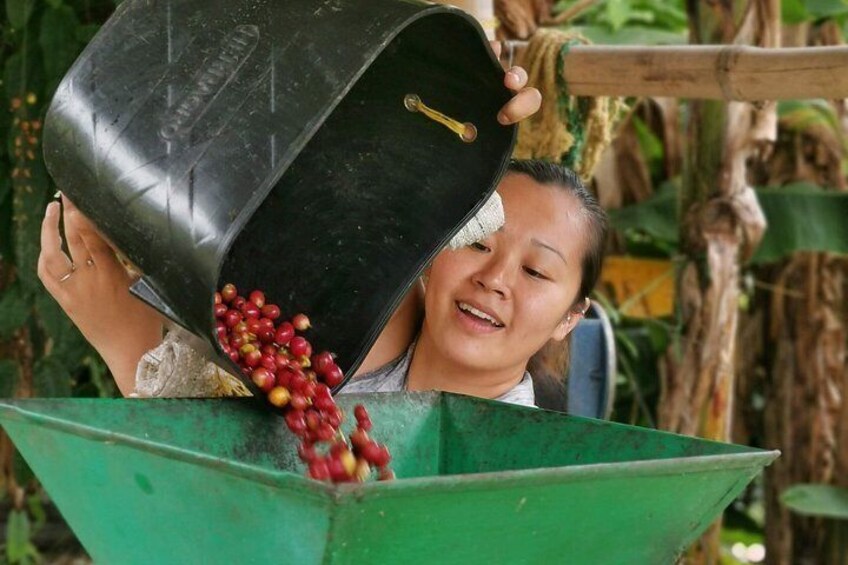 A person pouring coffee beans from a black container into a green funnel. 3