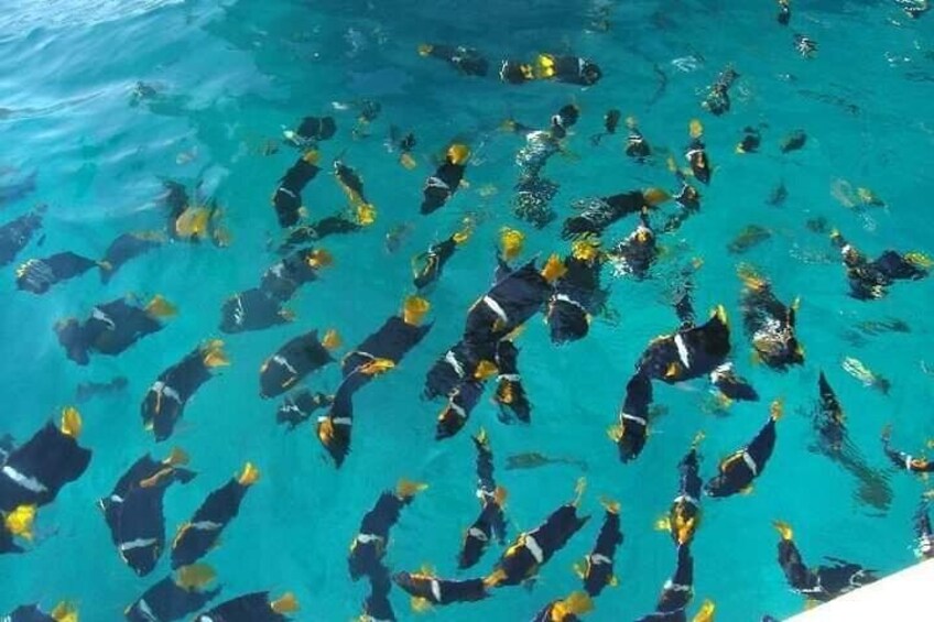Un grupo de personas nadando en una piscina azul y cristalina. 1
