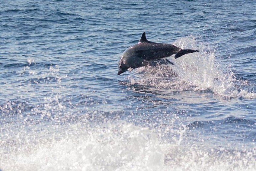 Dolphin Watching Tour 1