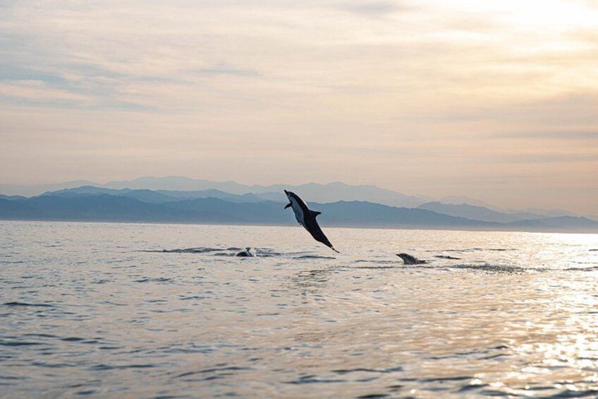 Dolphin Watching Tour 4