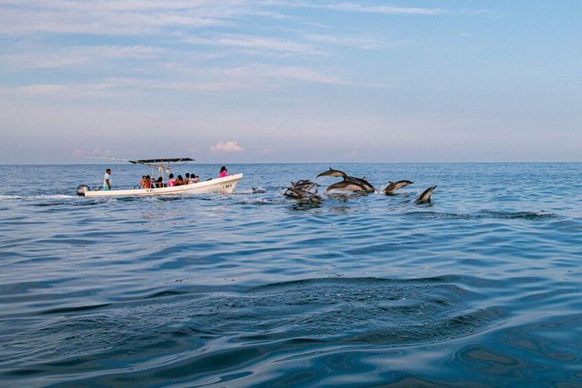Dolphin Watching Tour 5