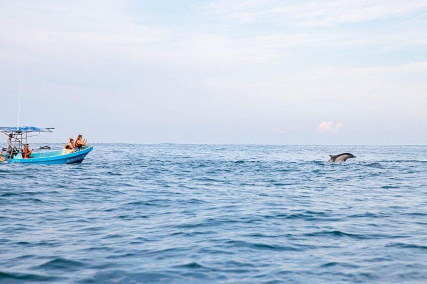 Dolphin Watching Tour 3