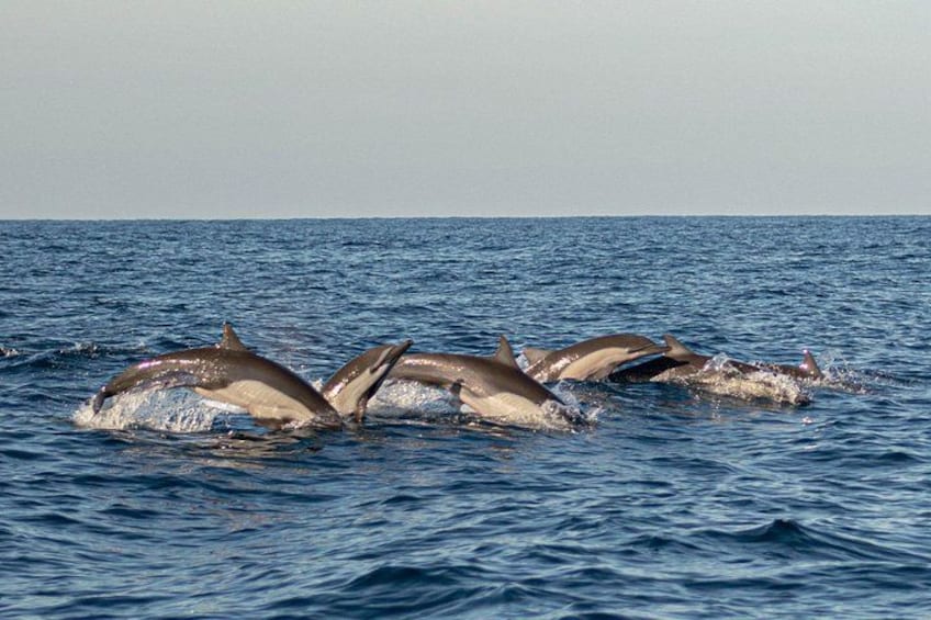 A group of dolphins swimming in the ocean. 1