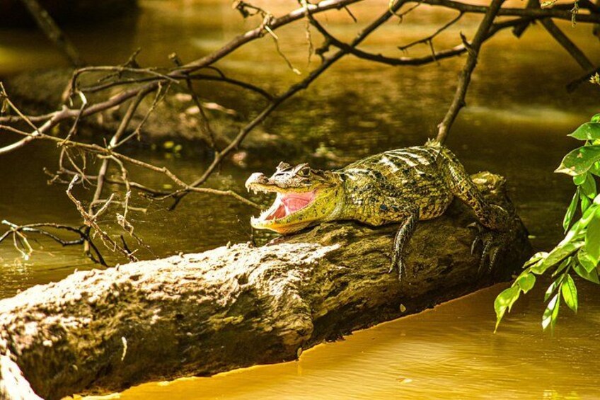 Caño Negro Wildlife Boat Safari from La Fortuna (Full-Day Tour) 4
