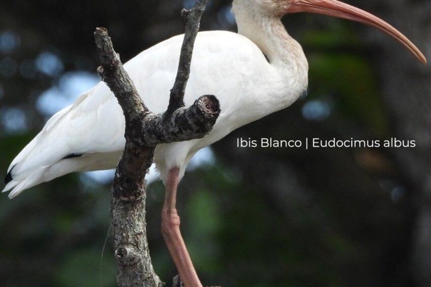 Un ibis blanco posado en una rama de árbol. 2