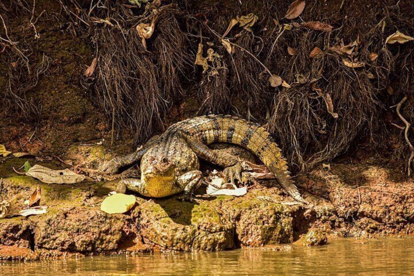 Caño Negro Wildlife Boat Safari from La Fortuna (Full-Day Tour) 4