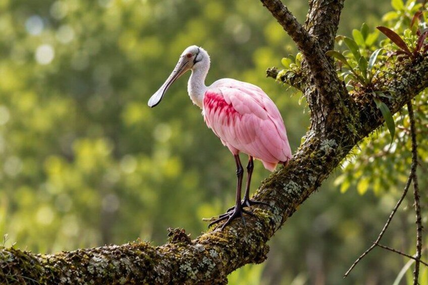 Un flamenco rosa posado sobre una rama de árbol cubierta de musgo en un bosque verde. 4
