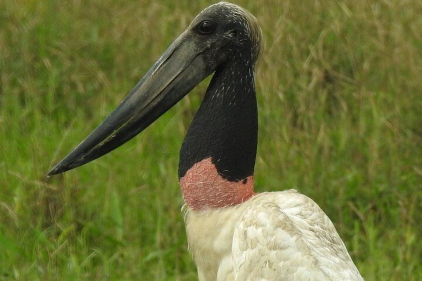 Ein Vogel mit langem Schnabel und einem roten Fleck am Hals. 2