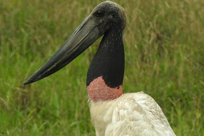 Diversidad de aves nativas y migratorias 3