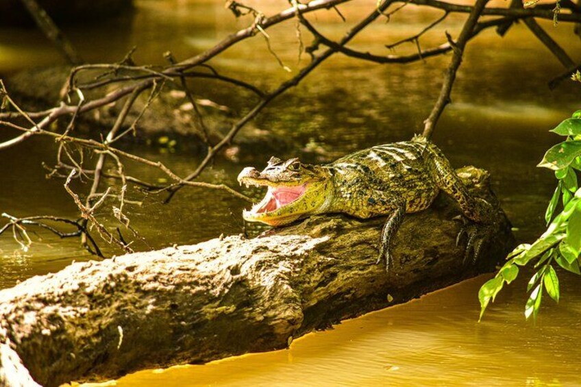 Ein Krokodil auf einem Baumstamm in einem Gewässer, umgeben von Vegetation. 4