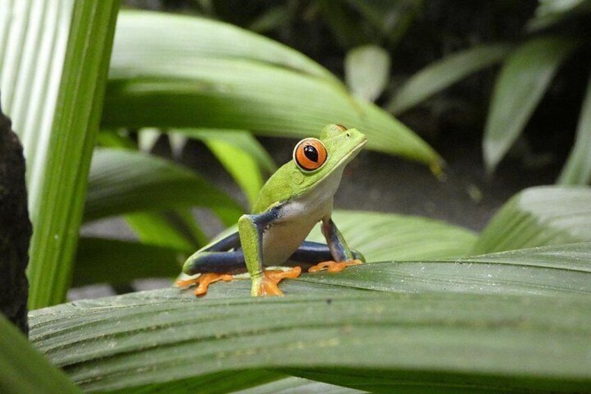 Ein grüner Frosch mit orangefarbenen Augen auf einem Blatt. 5