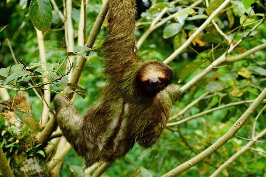 Sloth in the wild 2