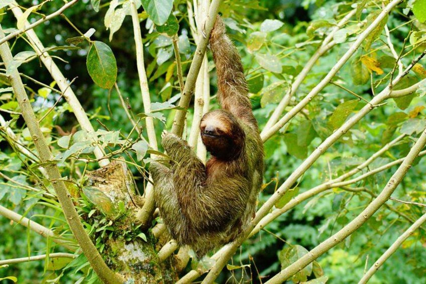 Sloth Watching Tour in La Fortuna - Wildlife Experience 2