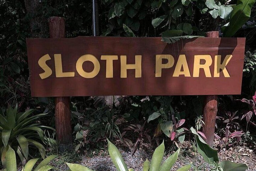 Sloth Watching Tour in La Fortuna - Wildlife Experience 3