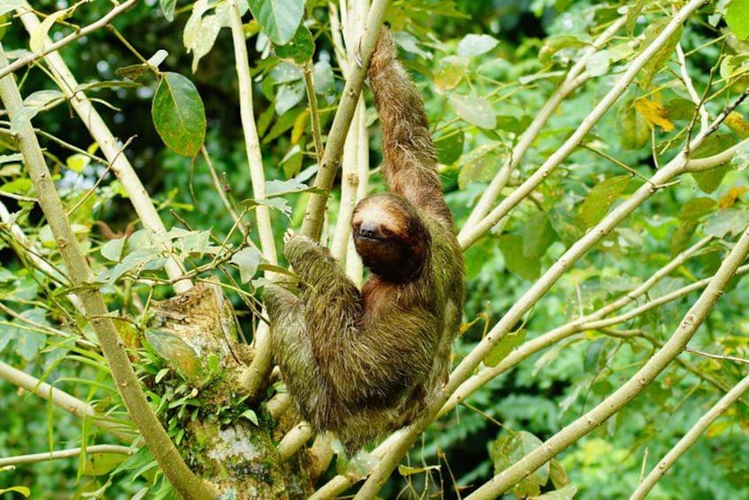 Sloth Watching Tour in La Fortuna - Wildlife Experience 4